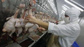 Росптицесоюз не исключил проблемы с переработкой мяса птицы